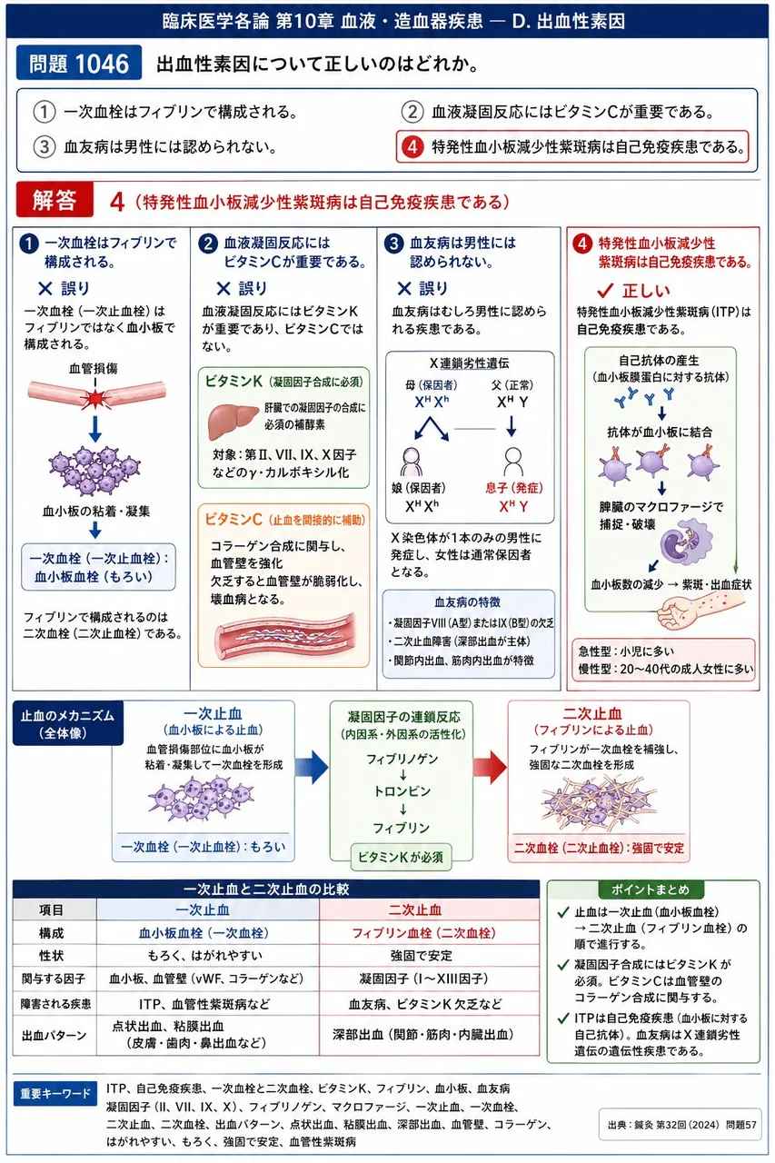 鍼灸 第32回(2024) 問題57｜出血性素因について正しいのはどれか。 解説図