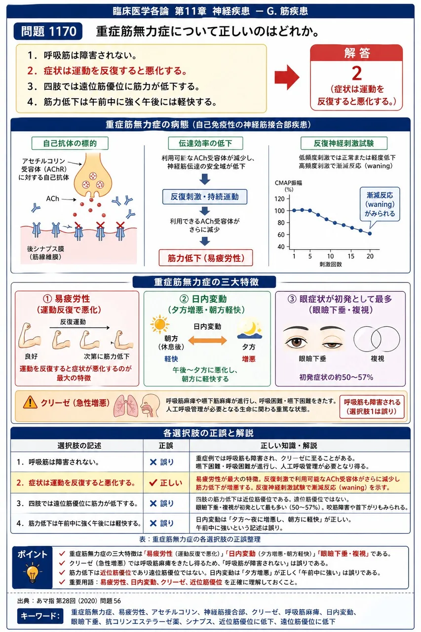 あマ指 第28回(2020) 問題56｜重症筋無力症について正しいのはどれか。 解説図