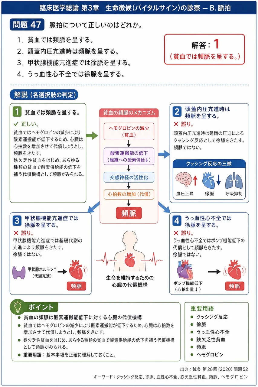 鍼灸 第28回(2020) 問題52｜脈拍について正しいのはどれか。 解説図