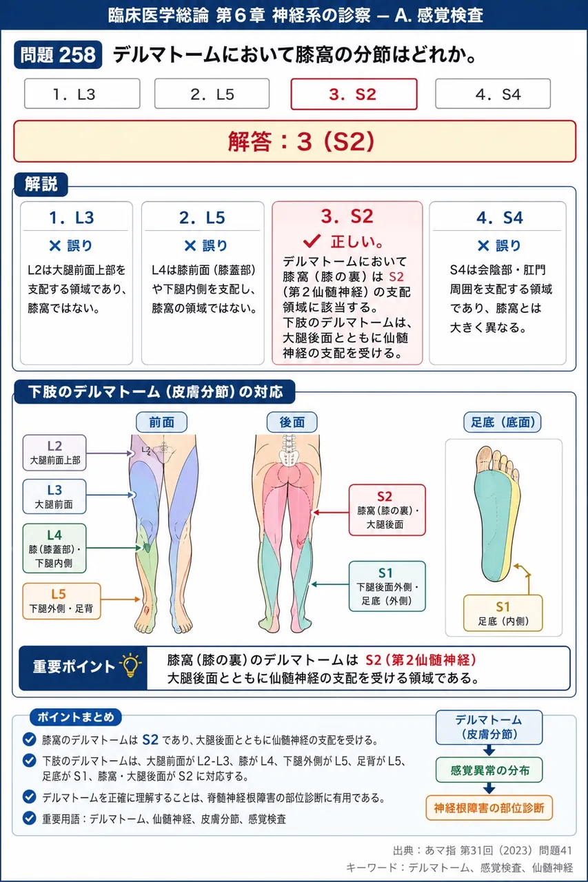 あマ指 第31回(2023) 問題41｜デルマトームにおいて膝窩の分節はどれか。 解説図