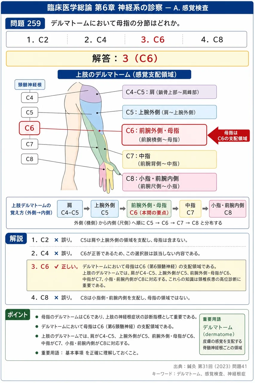鍼灸 第31回(2023) 問題41｜デルマトームにおいて母指の分節はどれか。 解説図