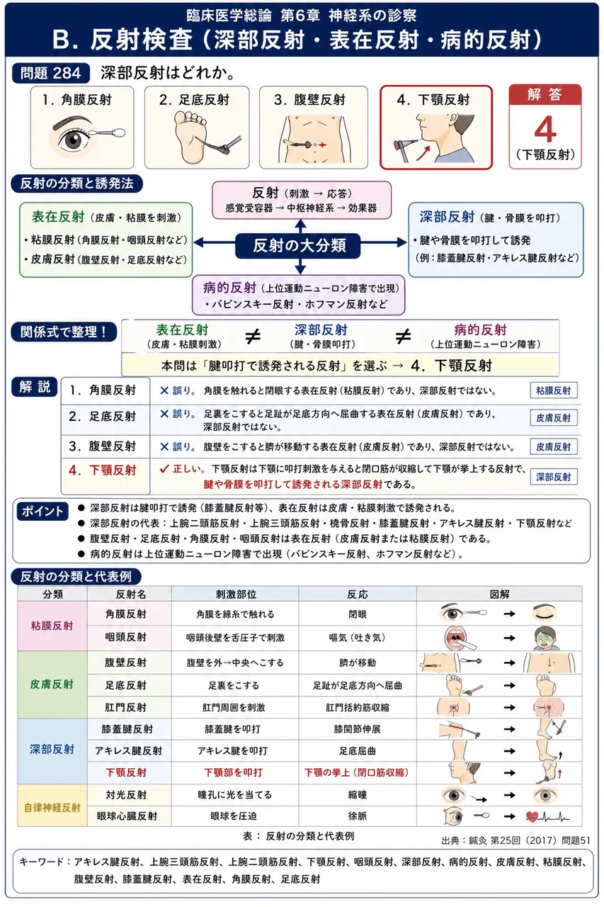 鍼灸 第25回(2017) 問題51｜深部反射はどれか。 解説図