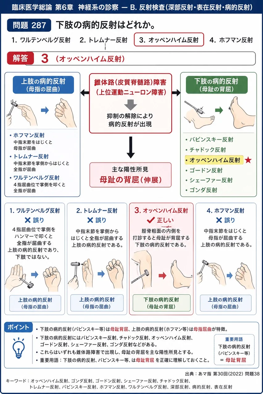 あマ指 第30回(2022) 問題38｜下肢の病的反射はどれか。 解説図