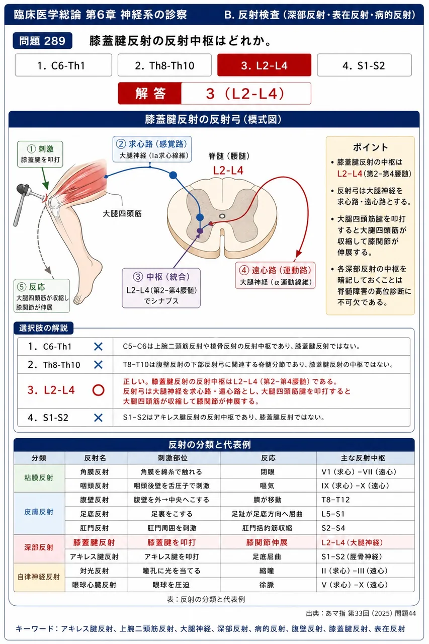 あマ指 第33回(2025) 問題44｜膝蓋腱反射の反射中枢はどれか。 解説図