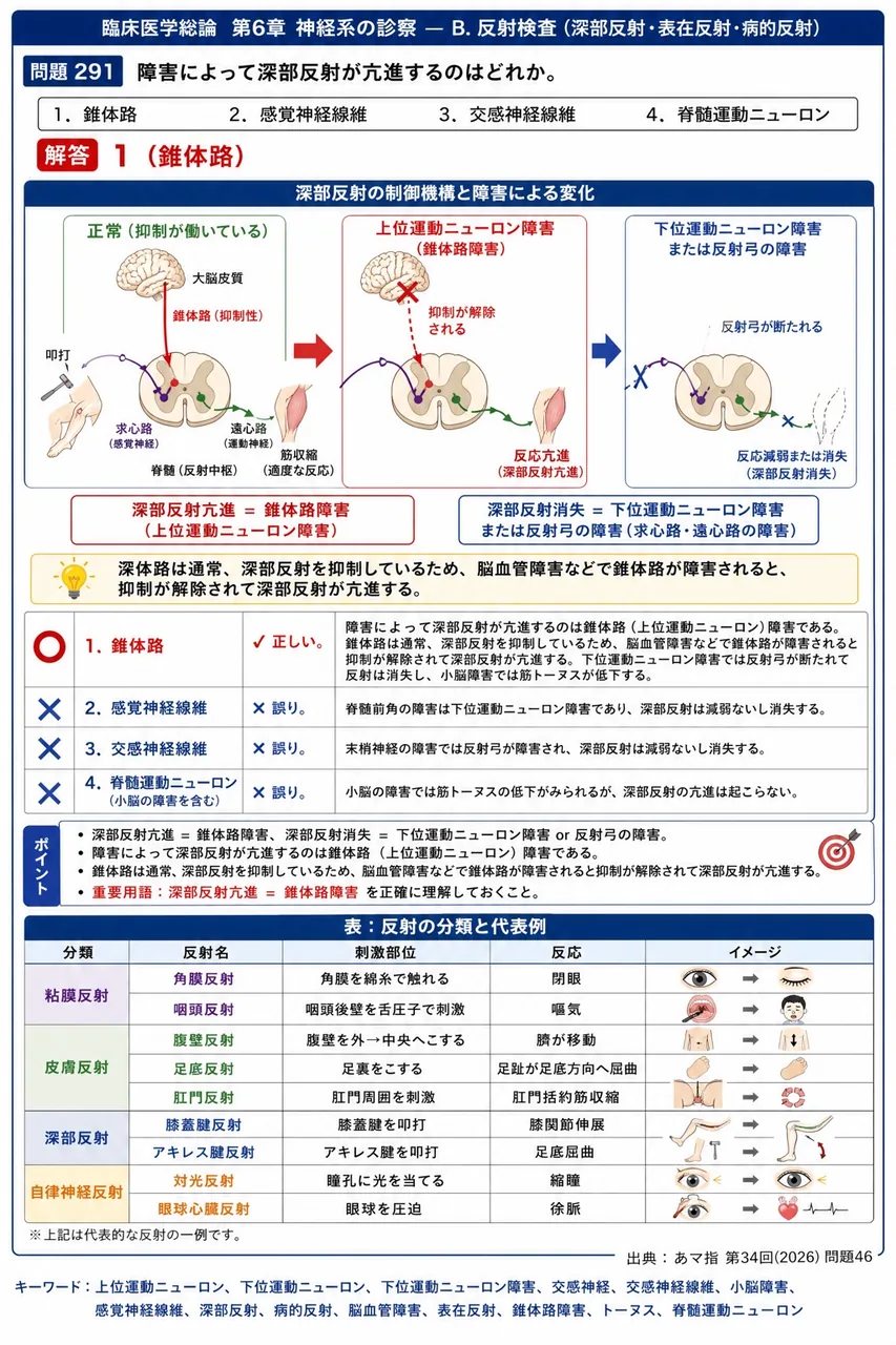 あマ指 第34回(2026) 問題46｜障害によって深部反射が亢進するのはどれか。 解説図
