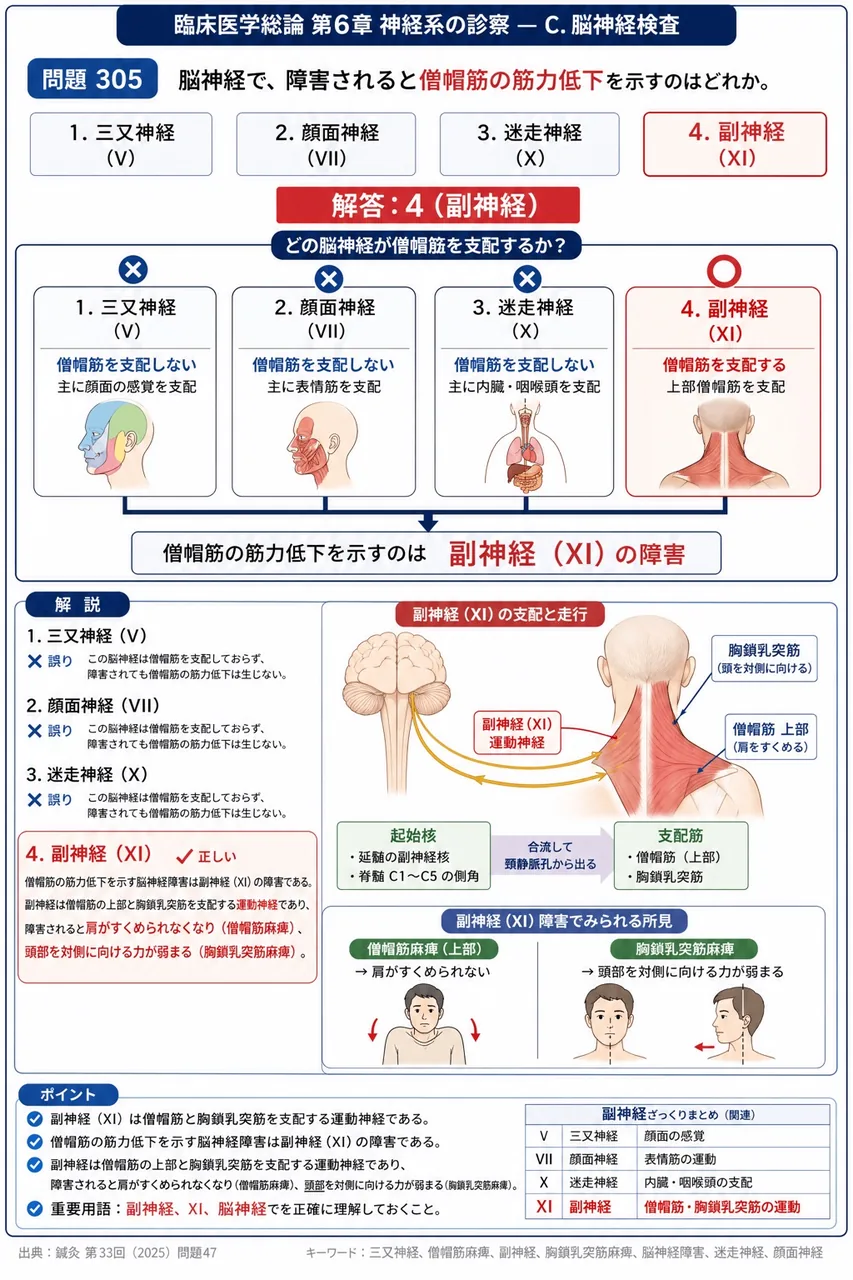 鍼灸 第33回(2025) 問題47｜脳神経で、障害されると僧帽筋の筋力低下を示すのはどれか。 解説図