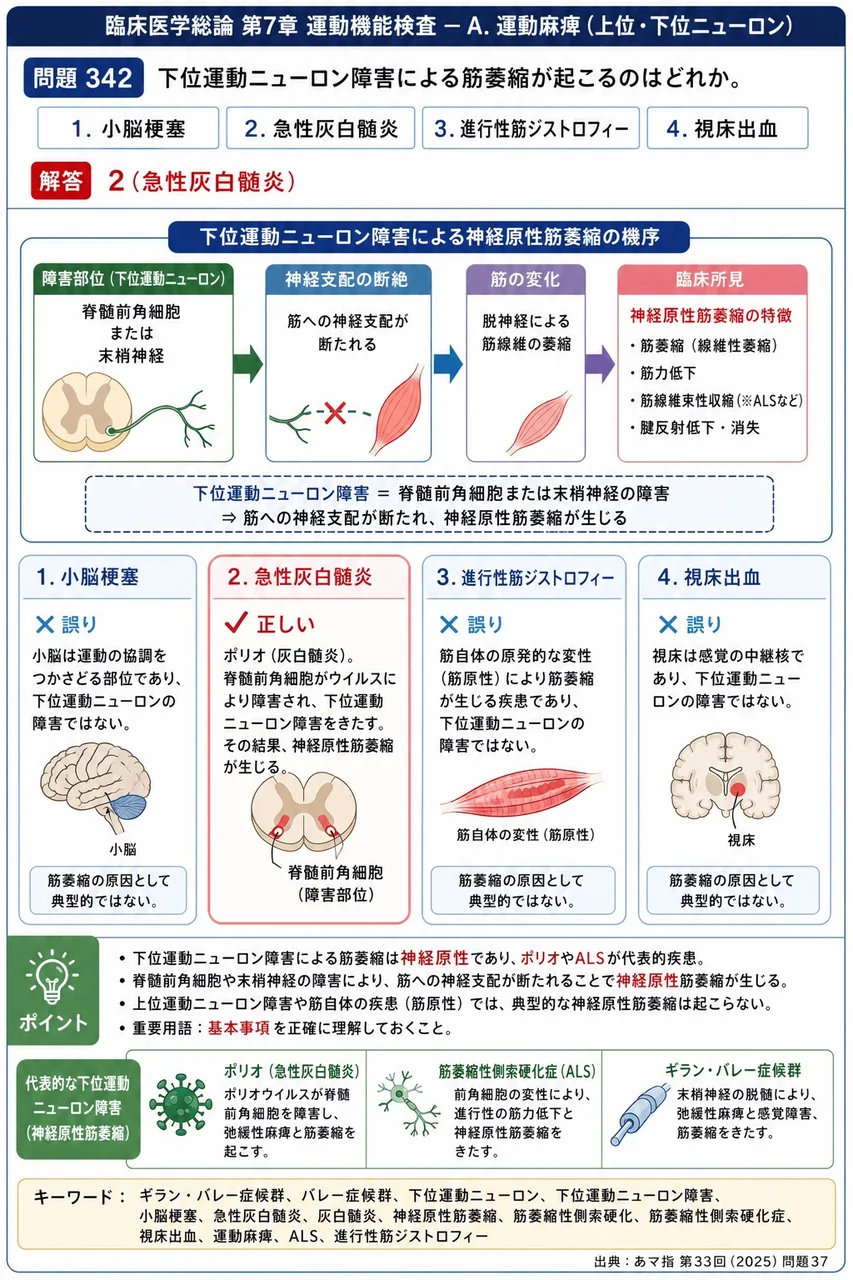 あマ指 第33回(2025) 問題37｜下位運動ニューロン障害による筋萎縮が起こるのはどれか。 解説図