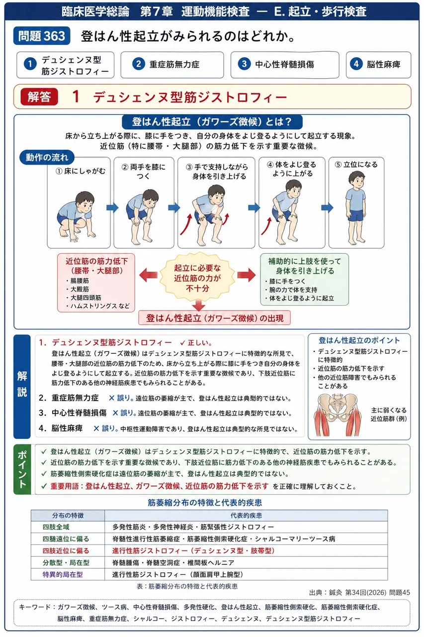 鍼灸 第34回(2026) 問題45｜登はん性起立がみられるのはどれか。 解説図