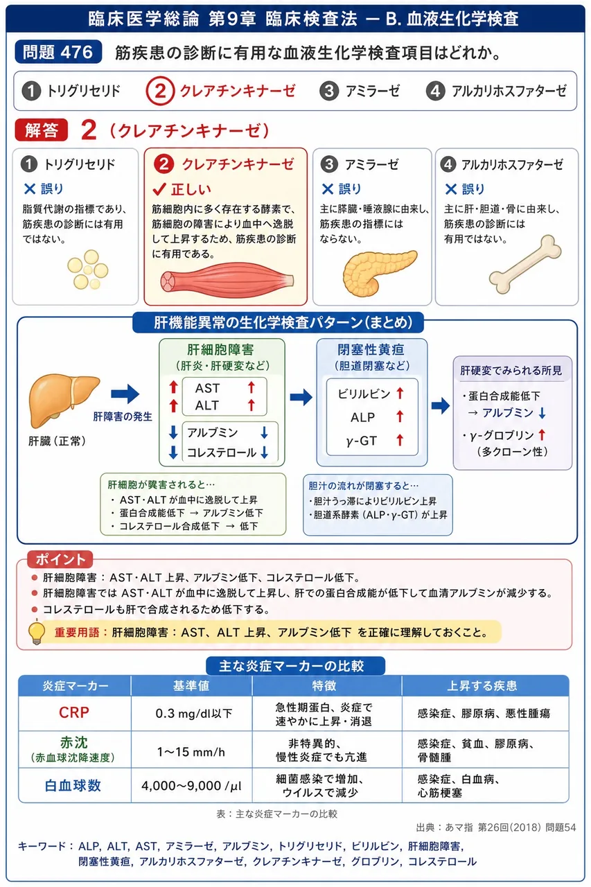 あマ指 第26回(2018) 問題54｜筋疾患の診断に有用な血液生化学検査項目はどれか。 解説図