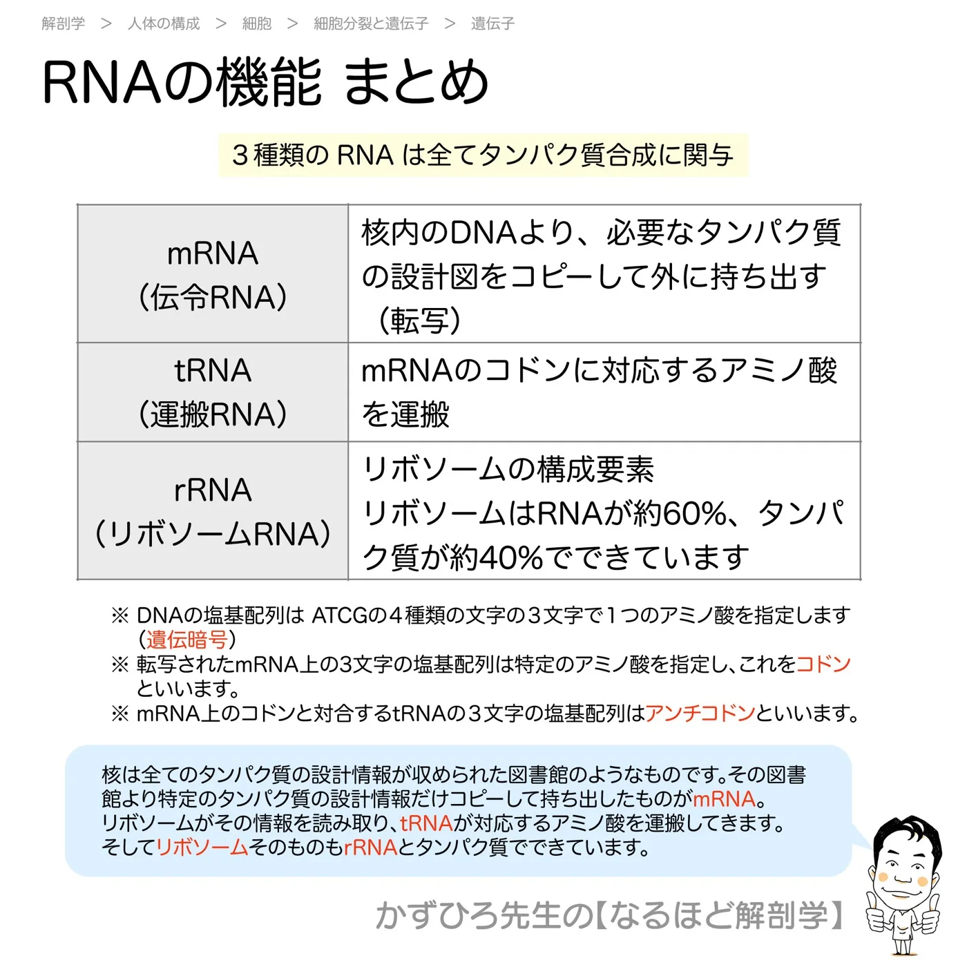 RNAの機能