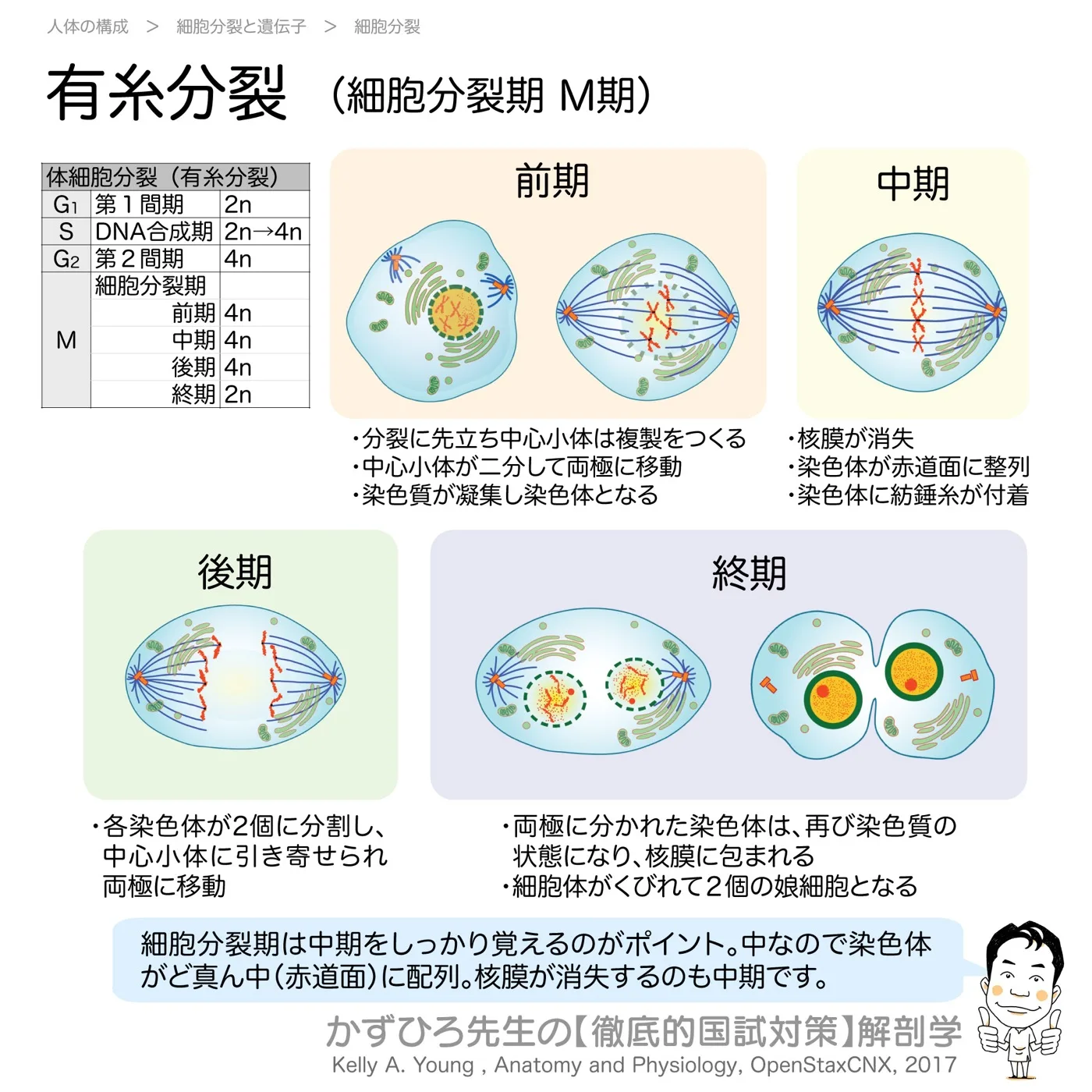 有糸分裂