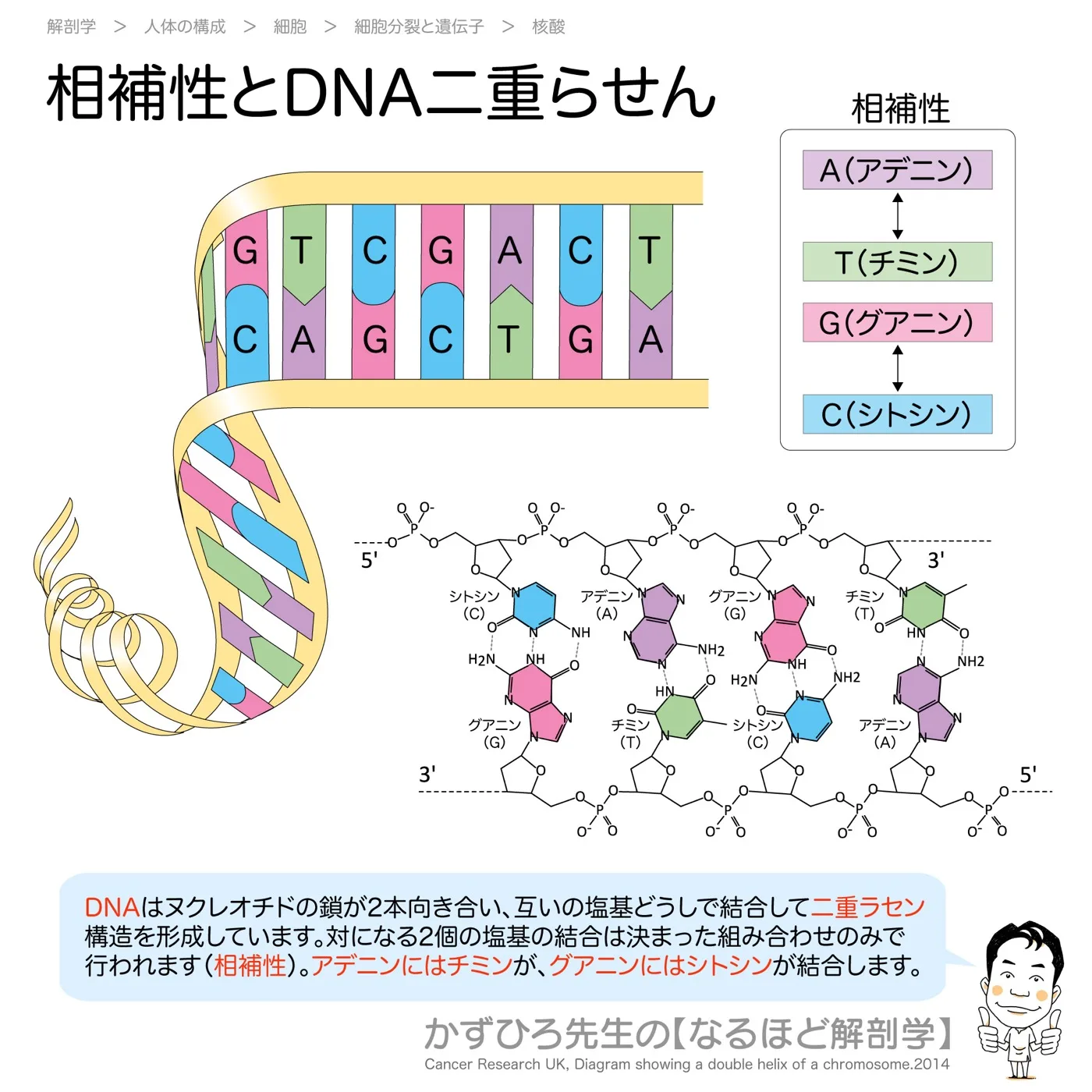 相補性とDNAの二重らせん