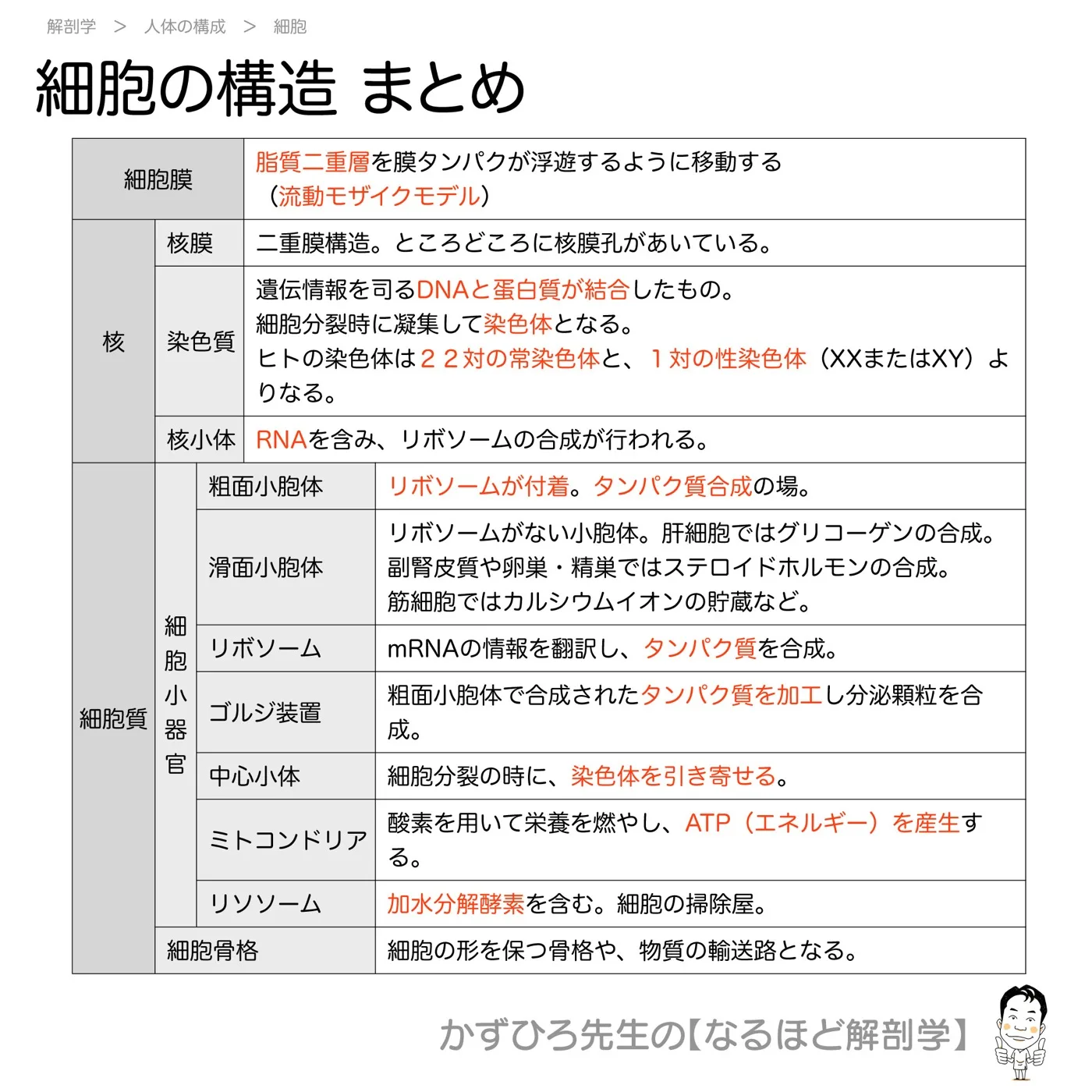 細胞の構造まとめ