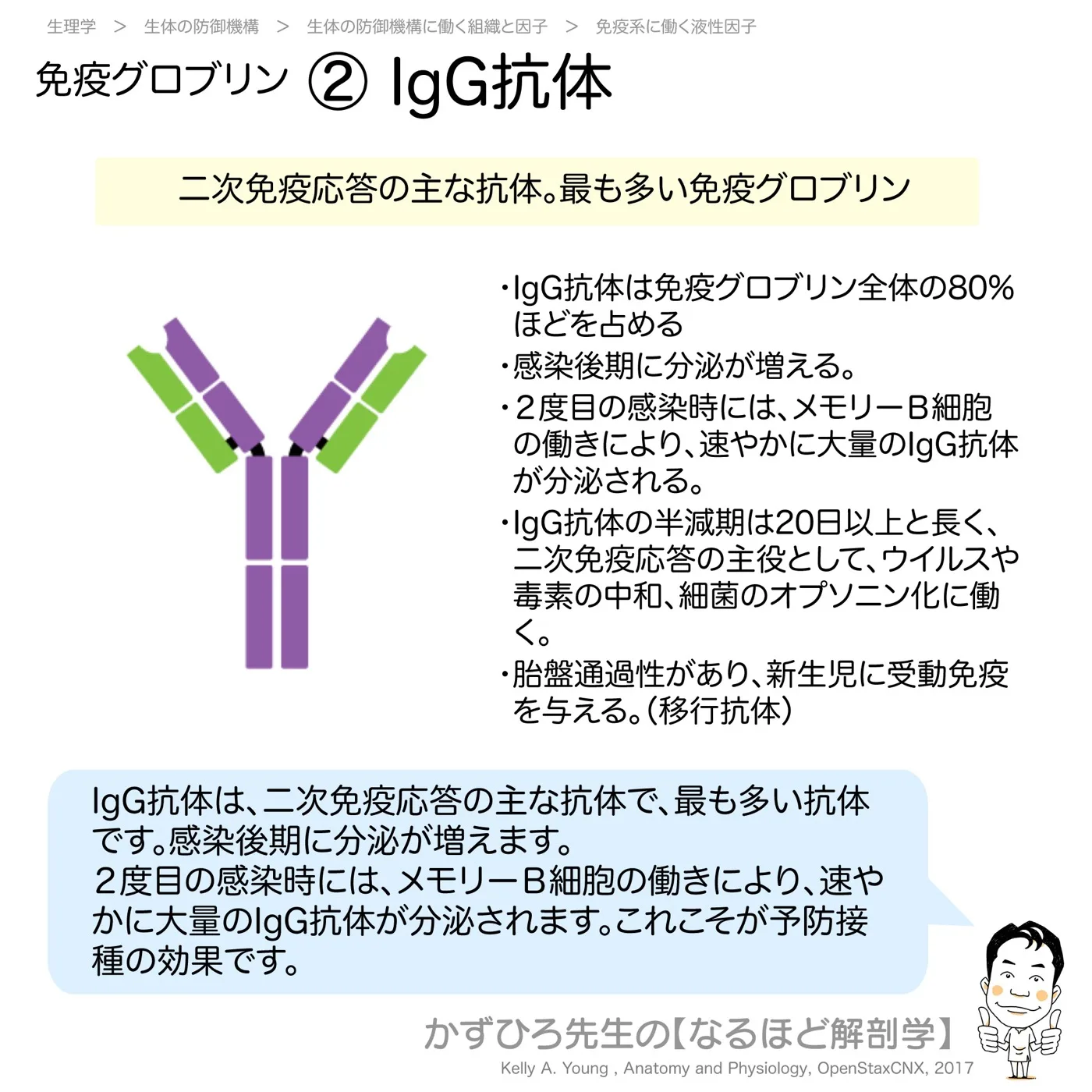 免疫グロブリン-②-IgG抗体