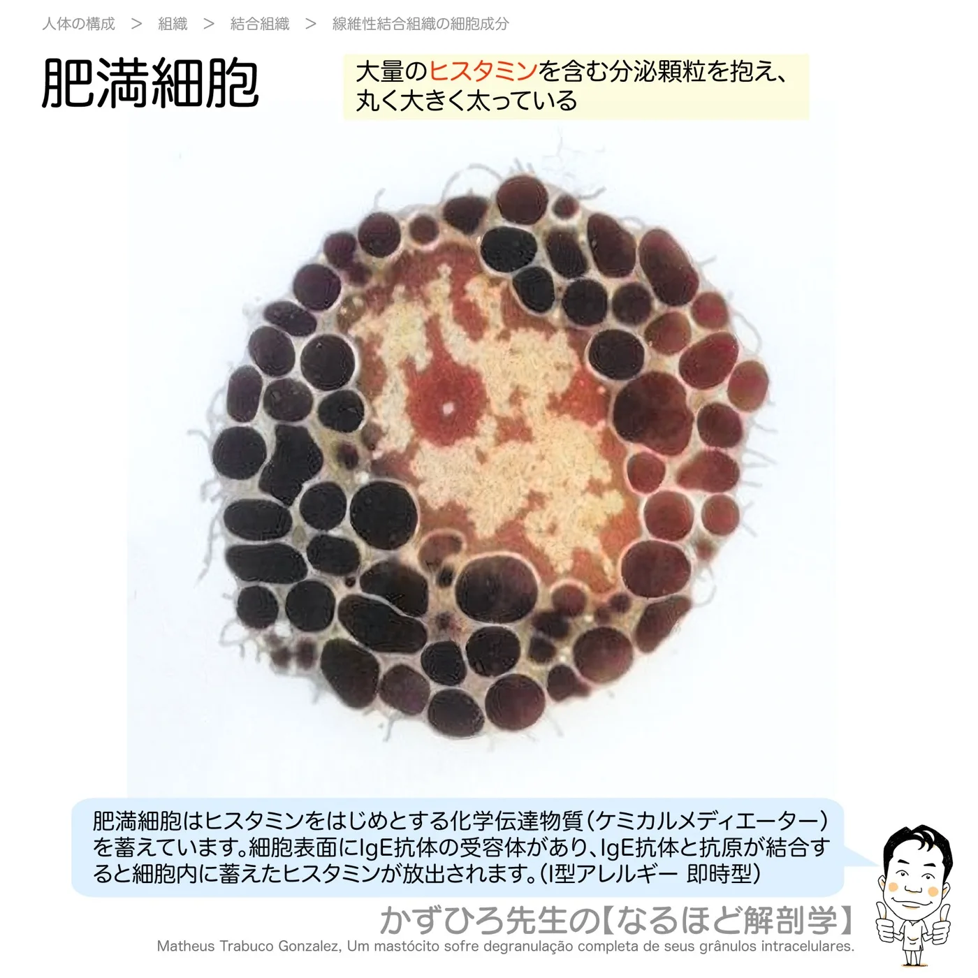 肥満細胞