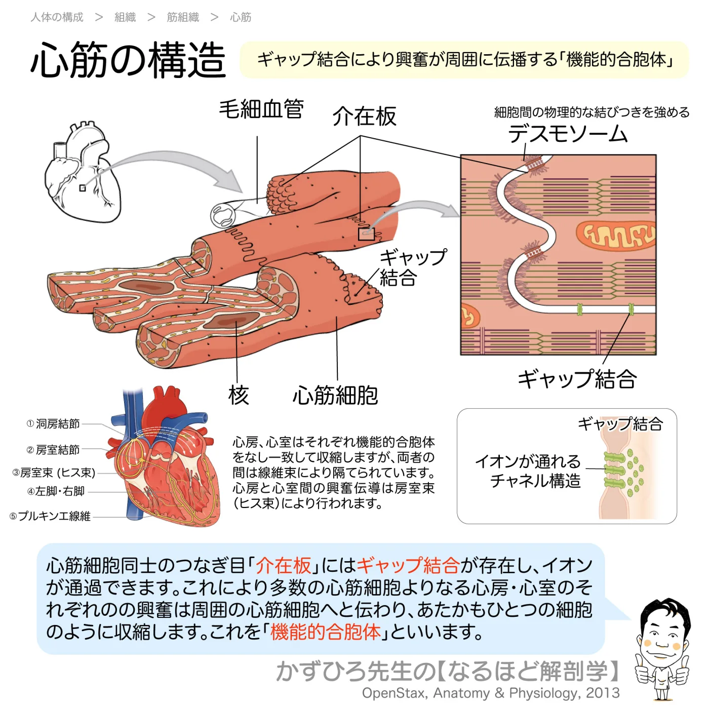 心筋の構造
