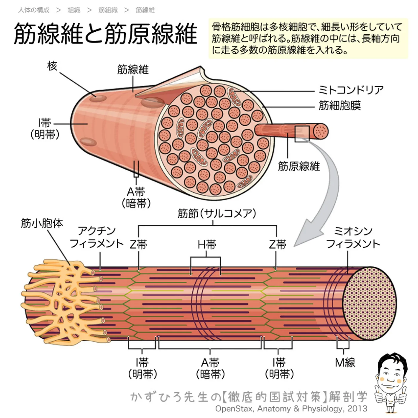 筋組織