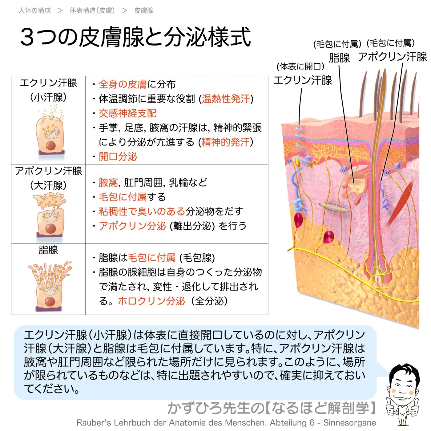 皮膚腺