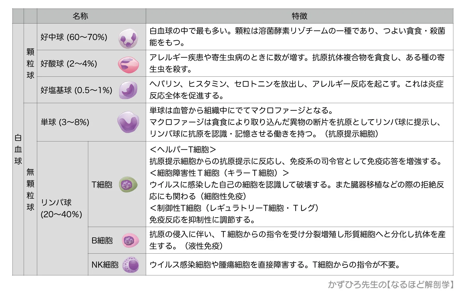白血球まとめ