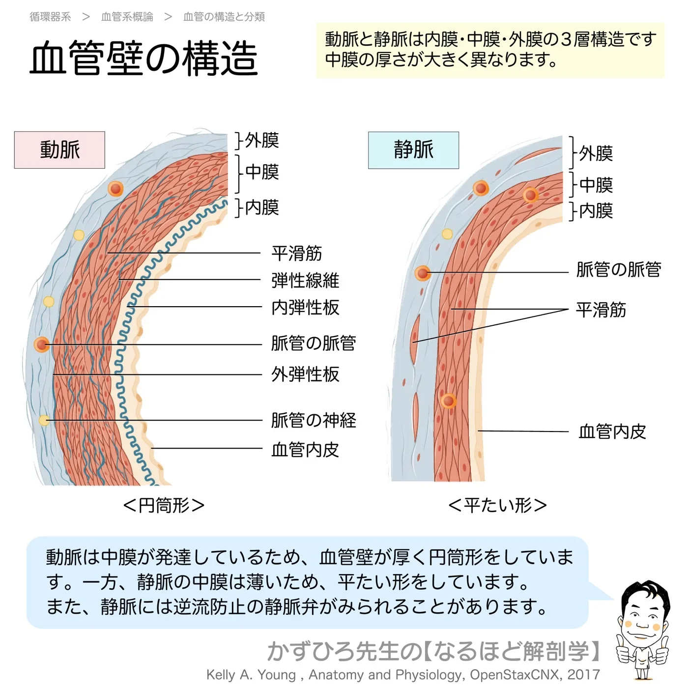 血管壁の構造