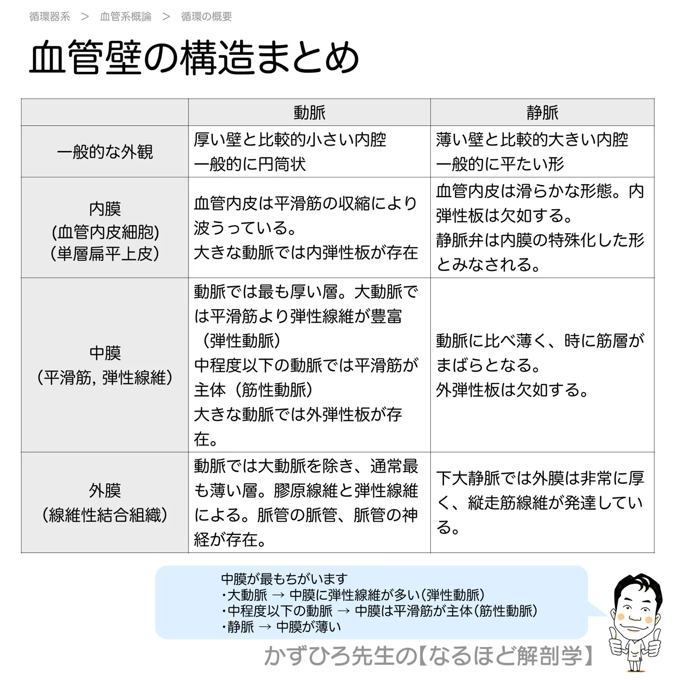 血管壁の構造-まとめ