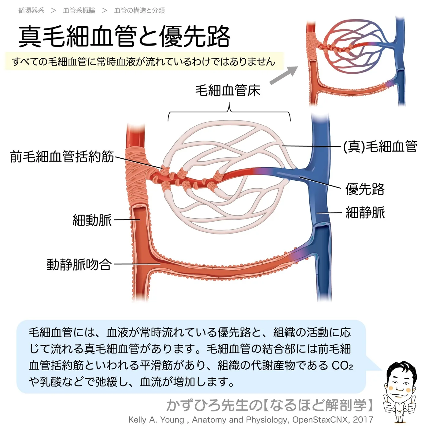 真毛細血管と優先路