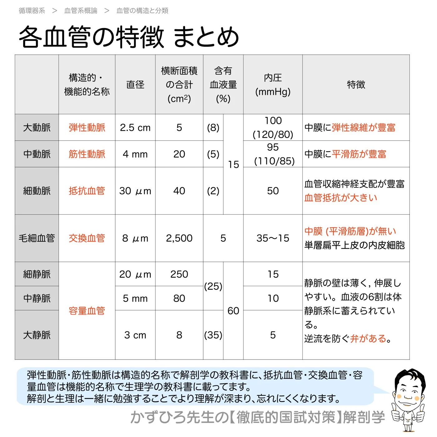 各血管の特徴-まとめ