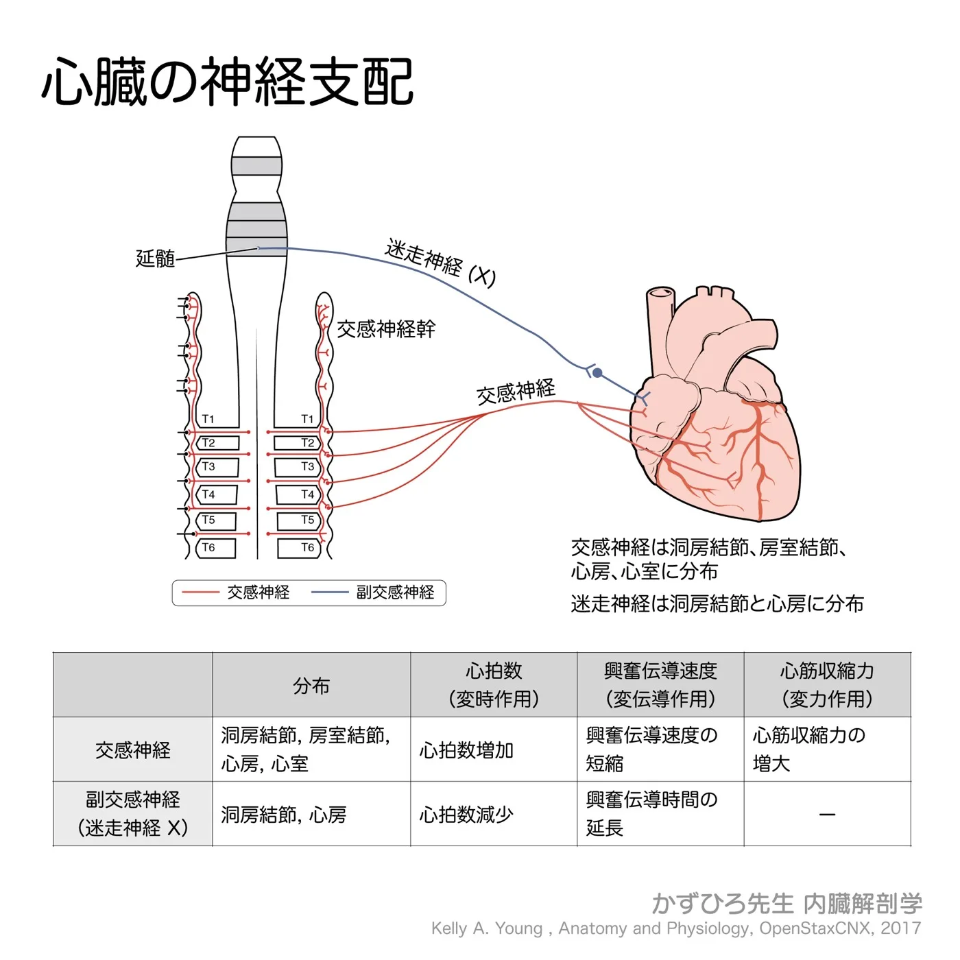 心臓の神経支配
