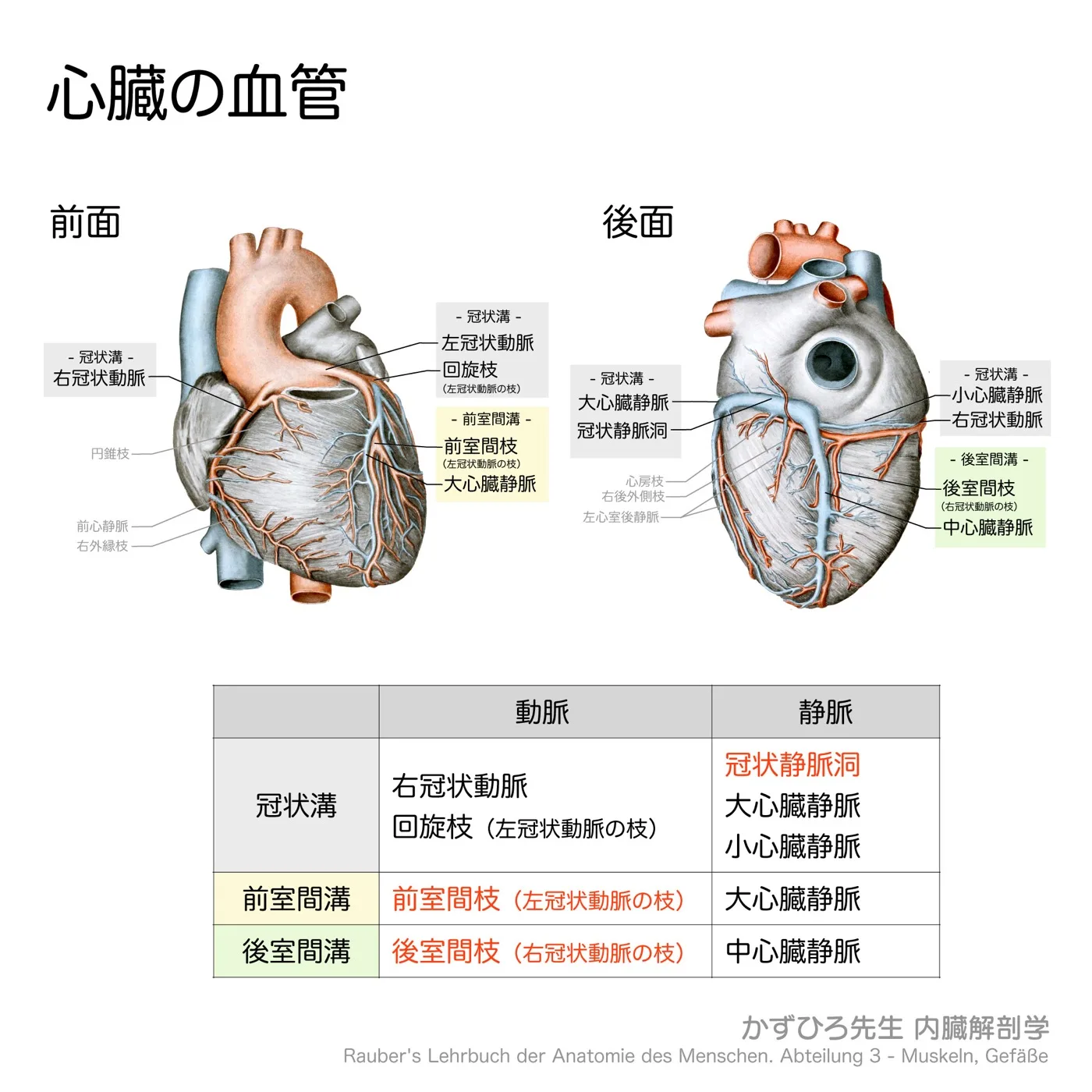 心臓の血管