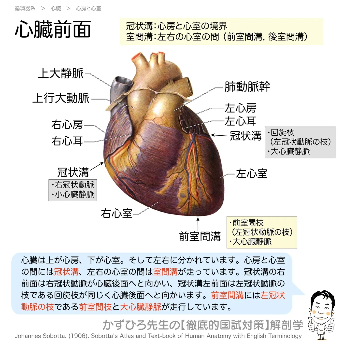 心臓前面