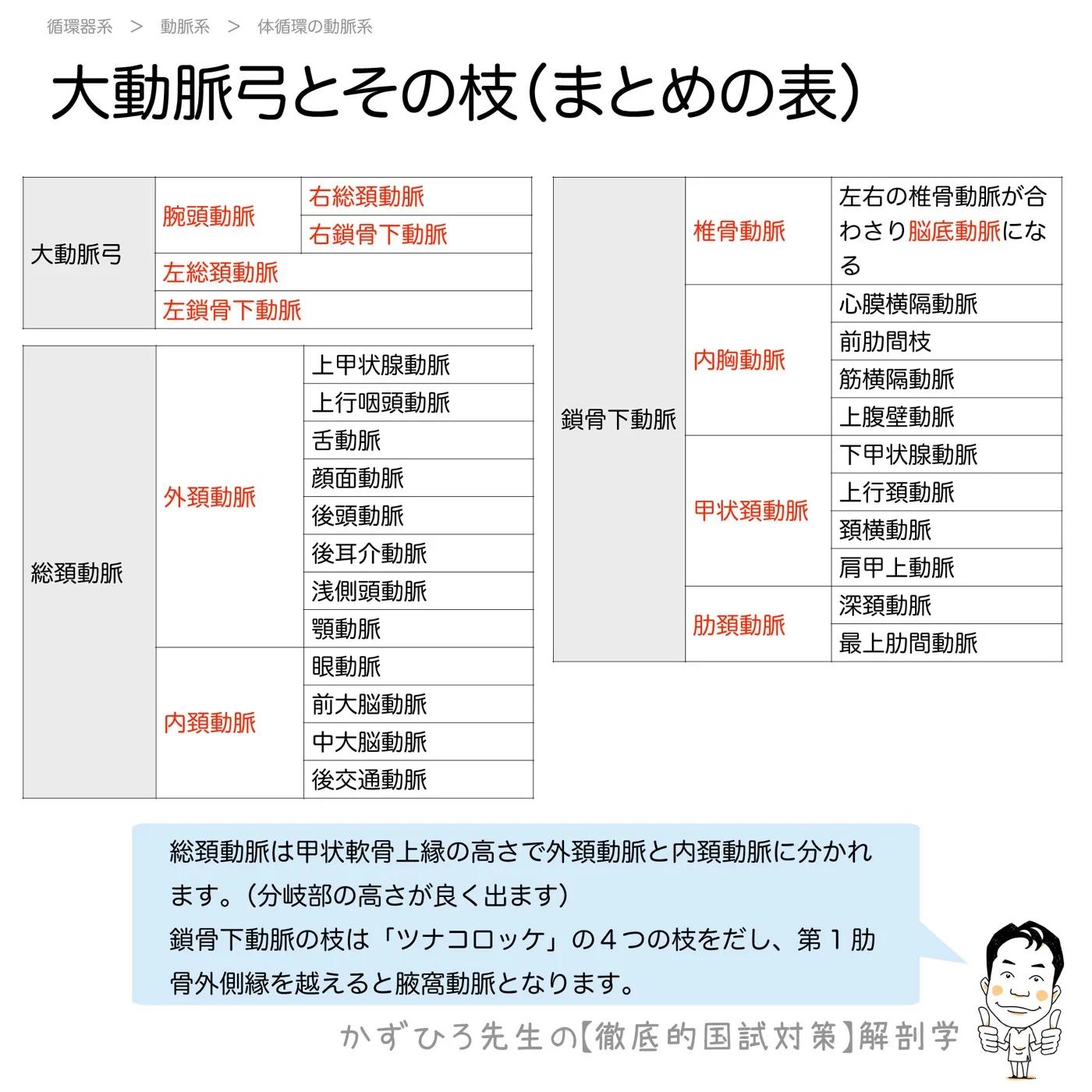 大動脈弓-まとめの