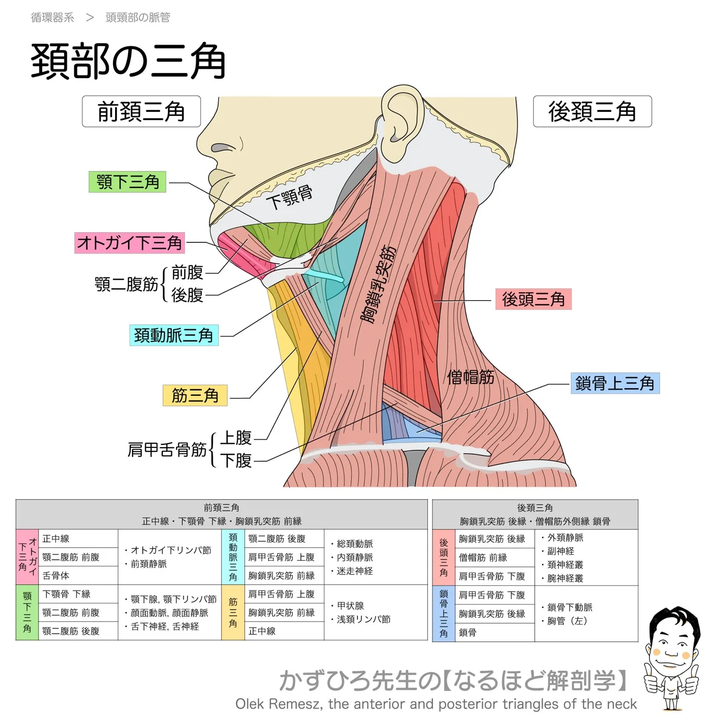 頚部の三角