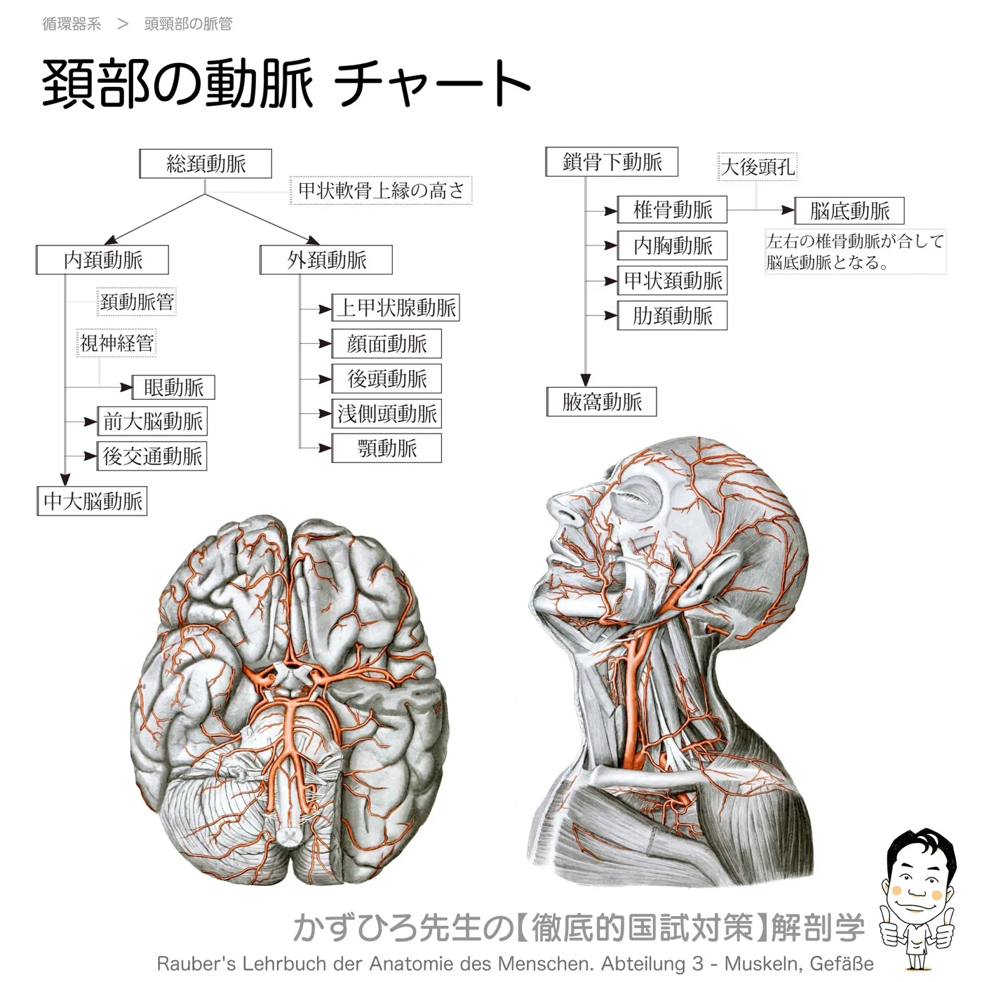 頚部の動脈-チャート