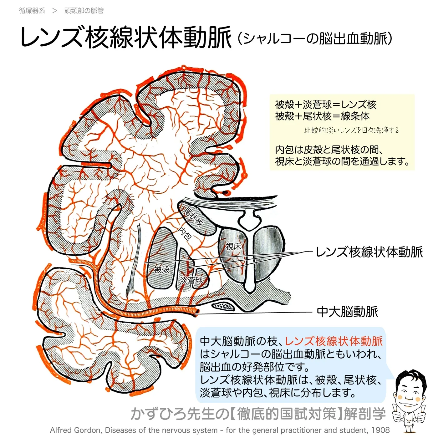 頭頚部の動脈-レンズ核線状体動脈