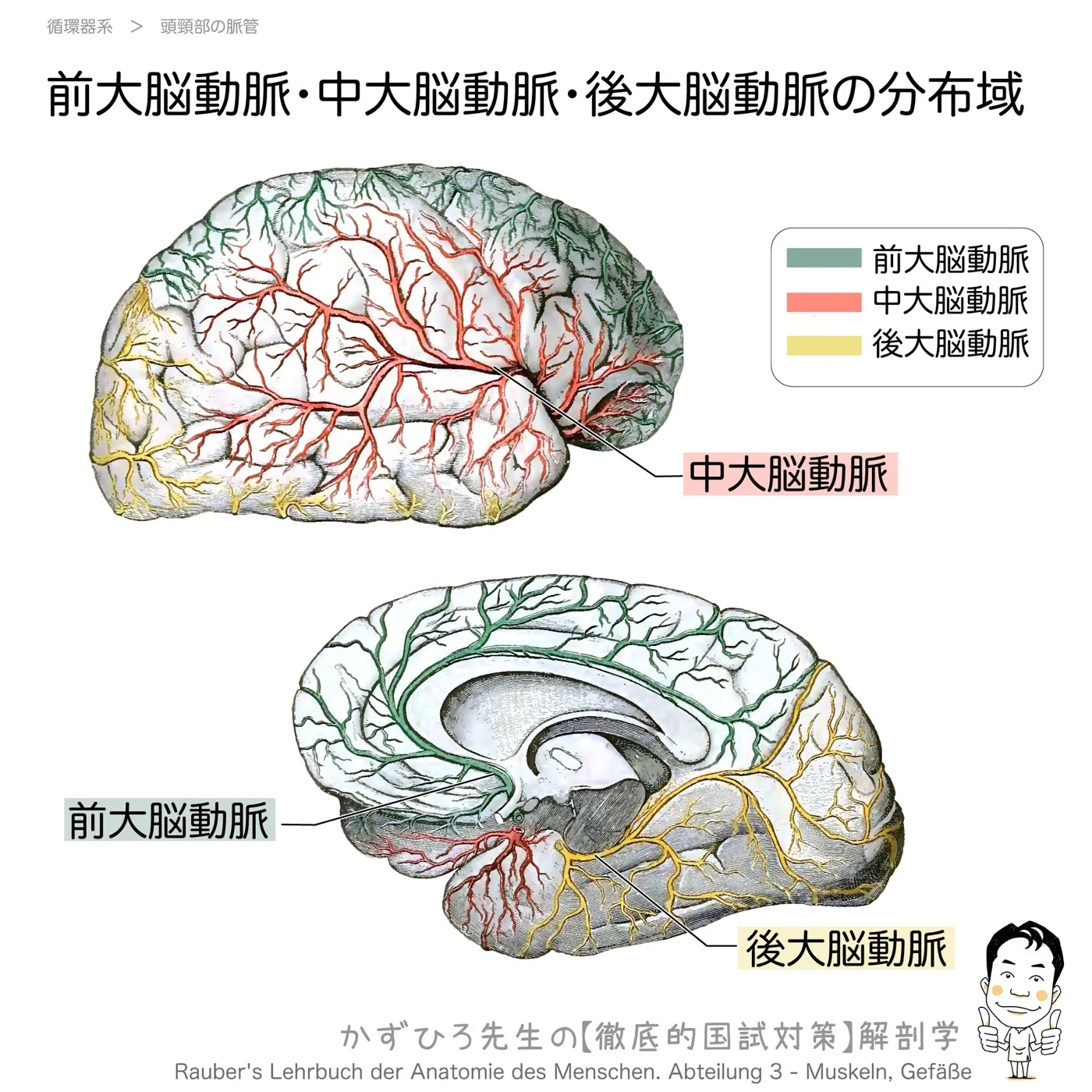 頭頚部の動脈-前大脳動脈・中大脳動脈・後大脳動脈の分布域