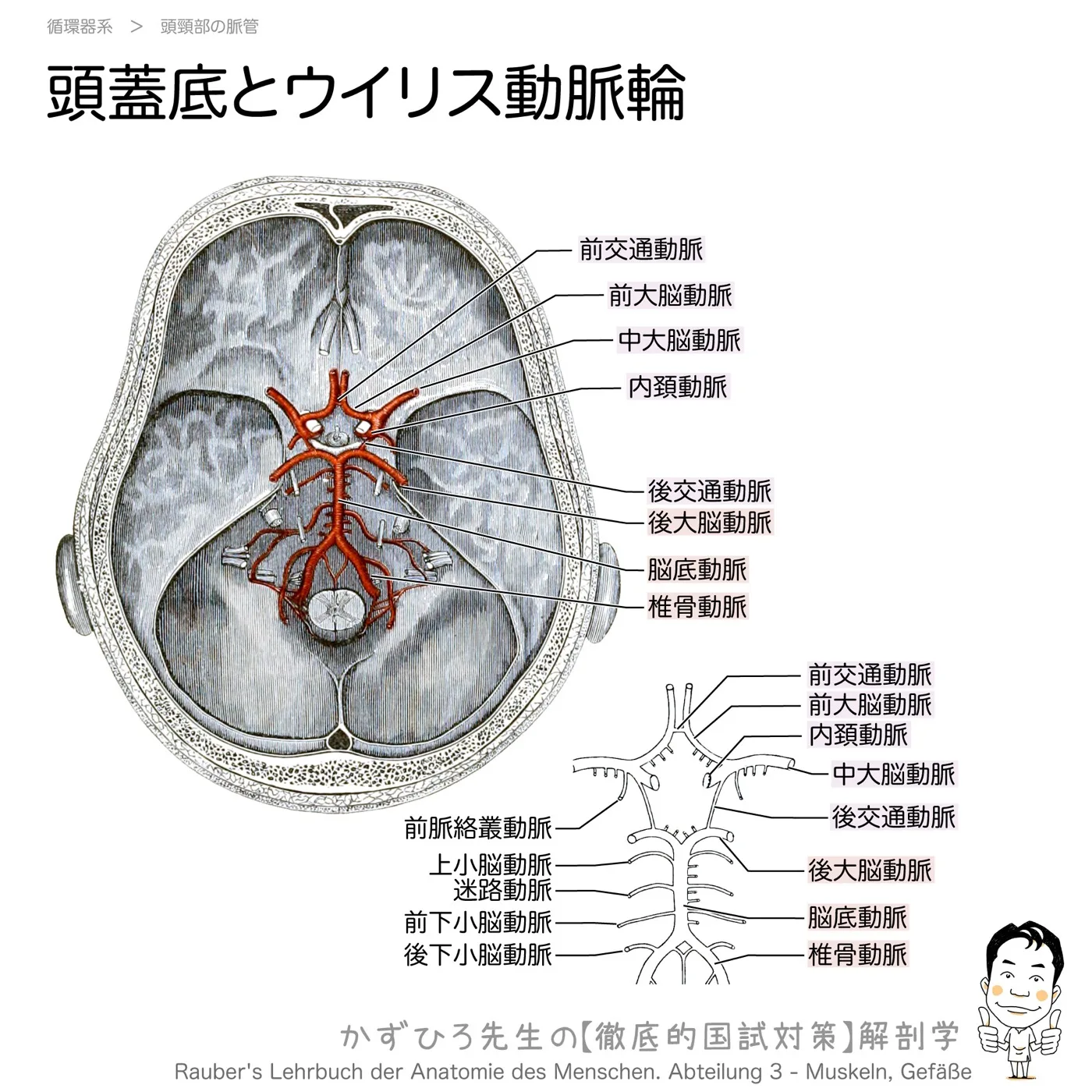 頭頚部の動脈-頭蓋底とウイリス動脈輪