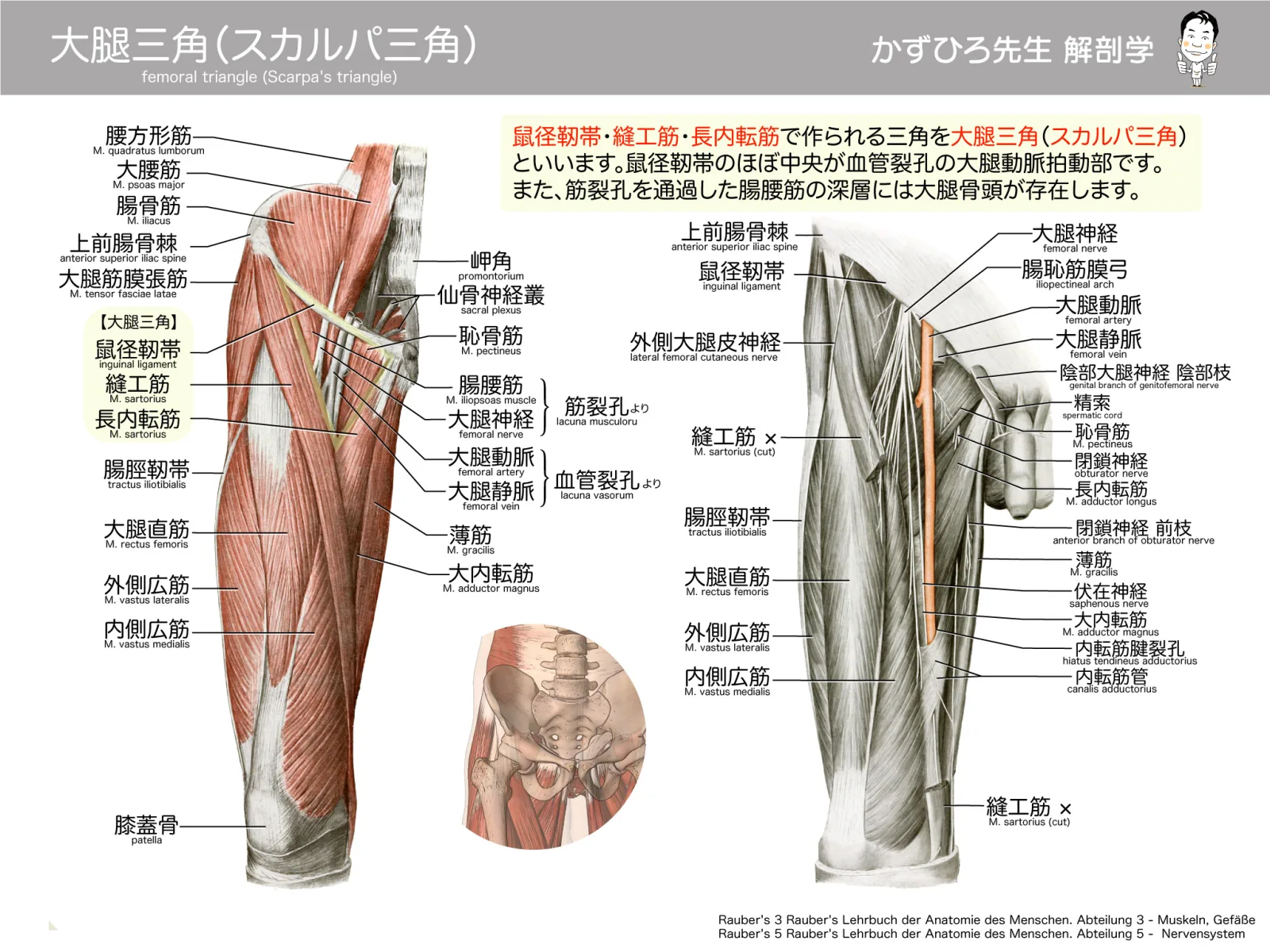 大腿三角