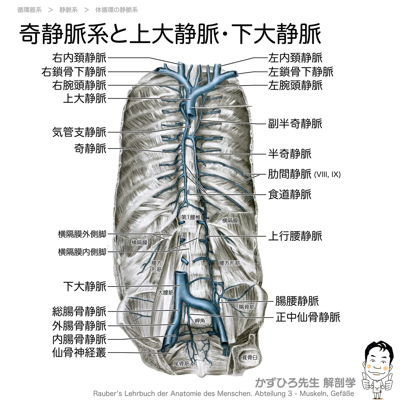 奇静脈系と上大静脈・下大静脈