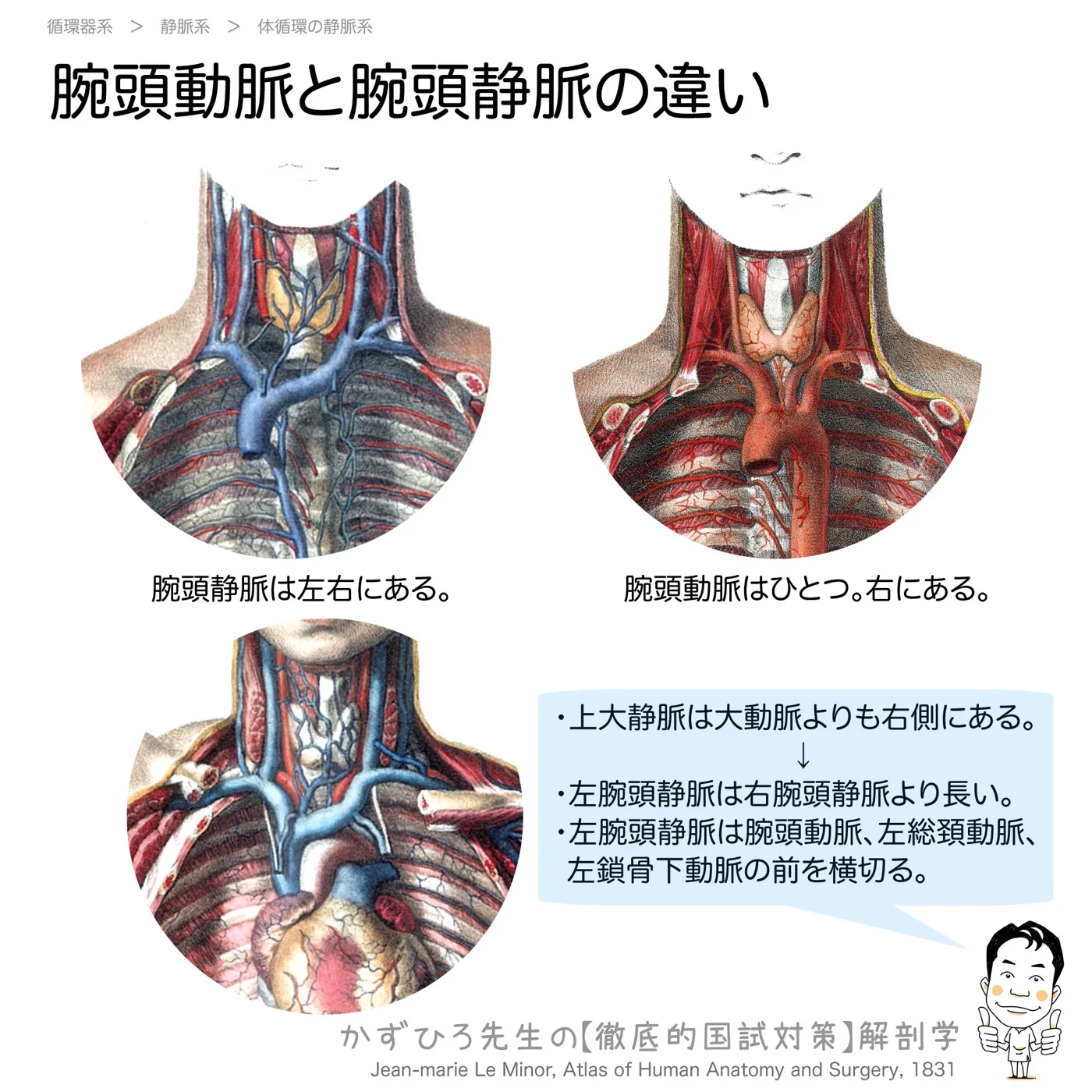 腕頭動脈と腕頭静脈の違い