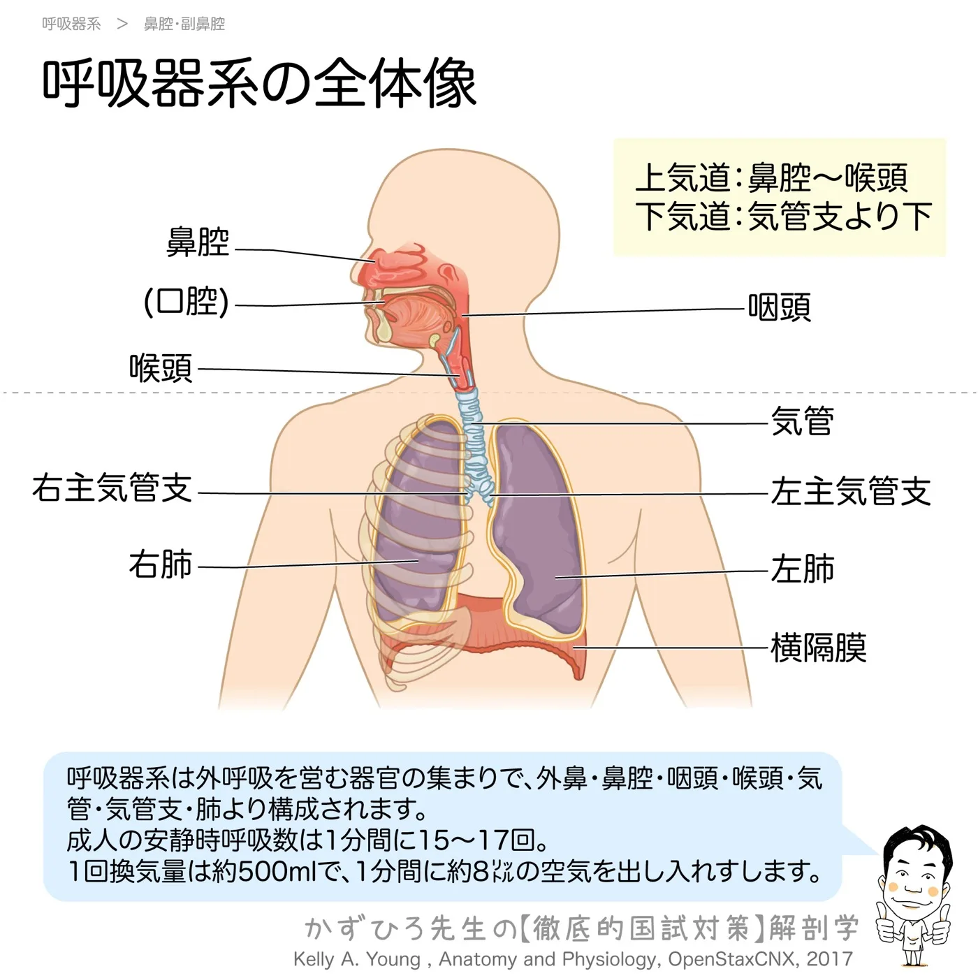 呼吸器系の全体像