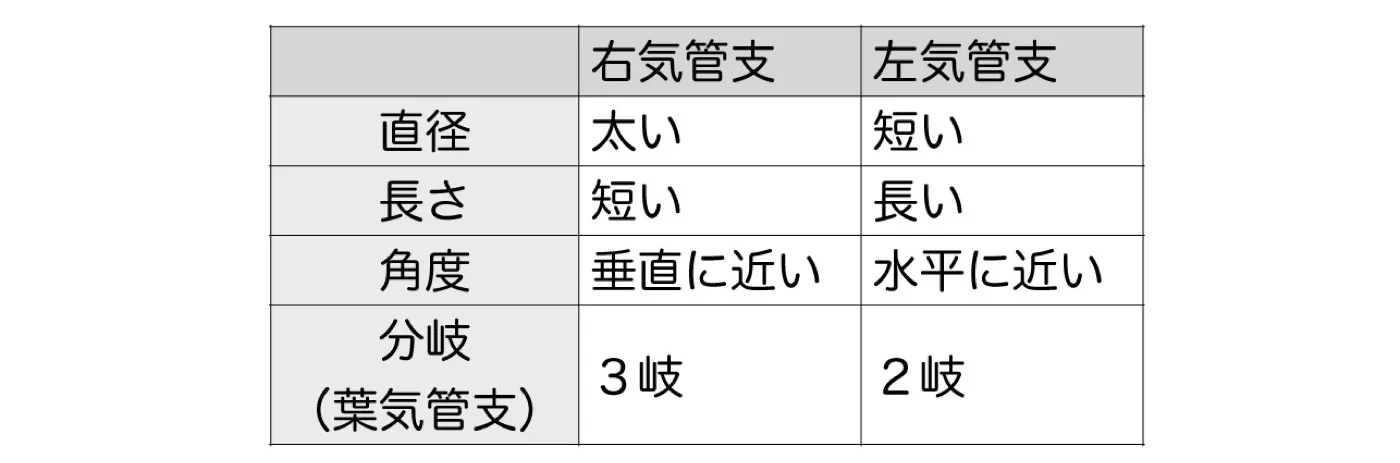 左右の気管支の違い