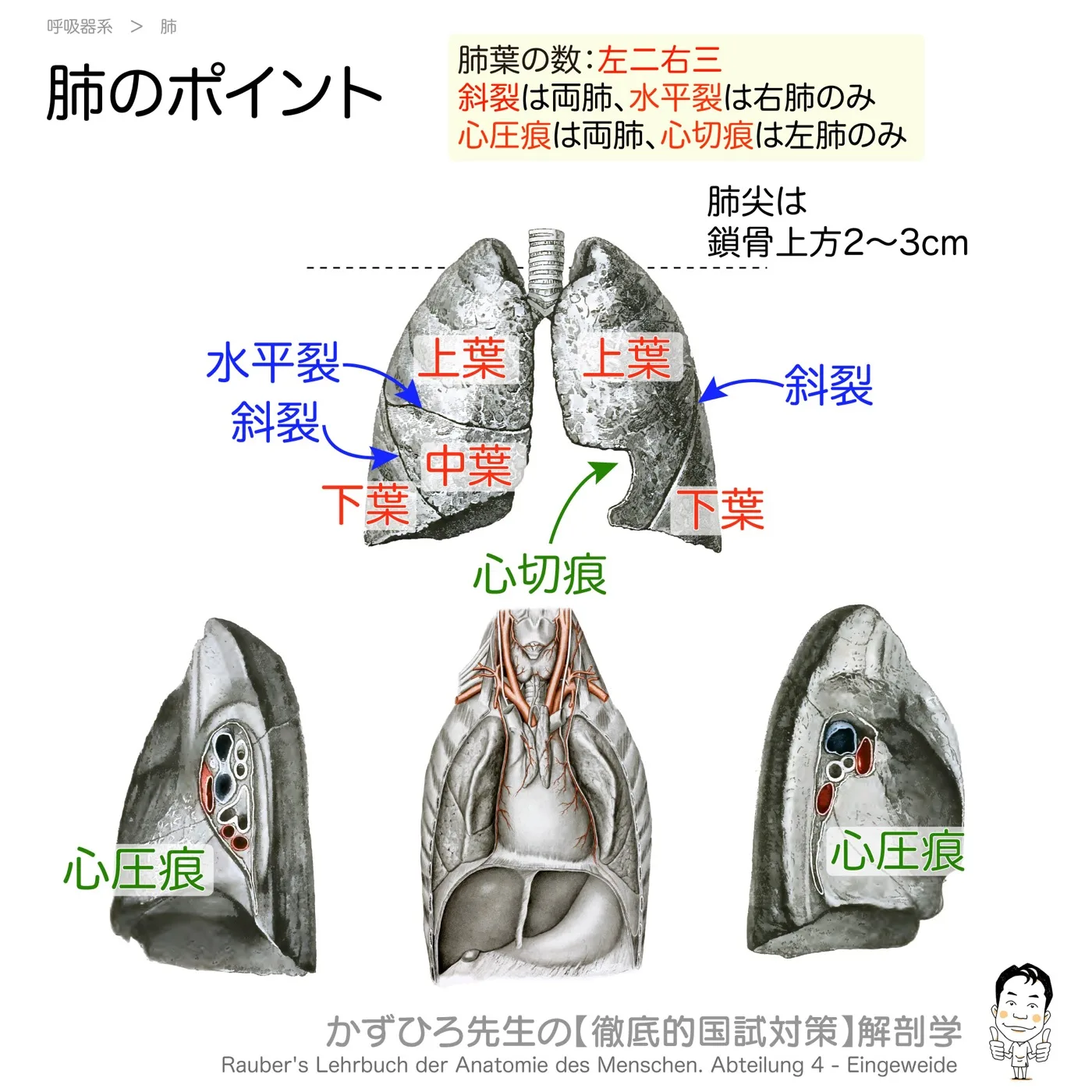 肺のポイント