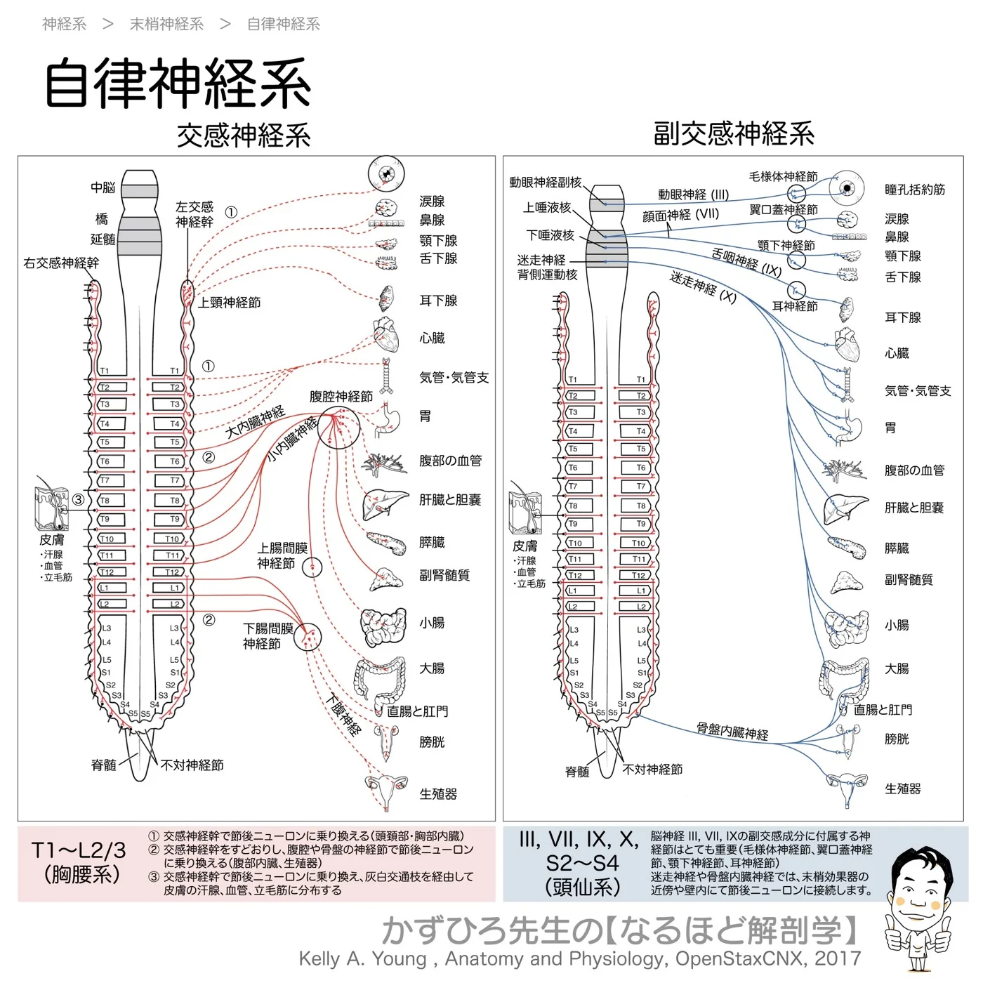 自律神経系