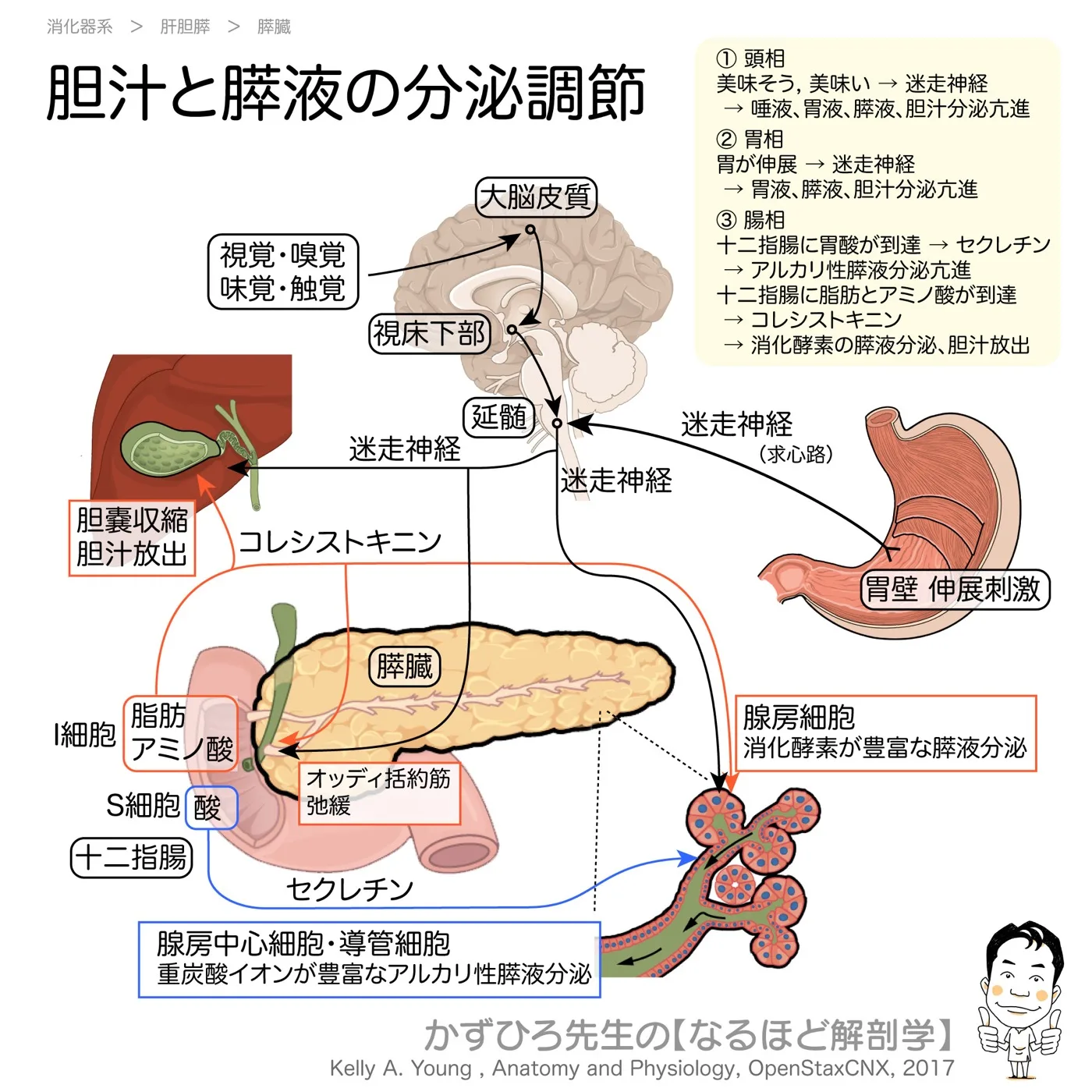 胆汁と膵液の分泌調節