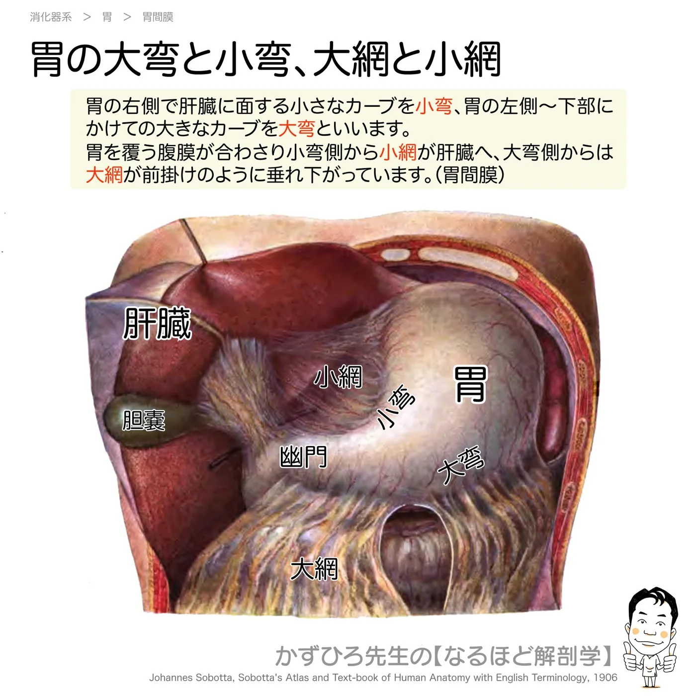 胃の大弯と小弯、大網と小網