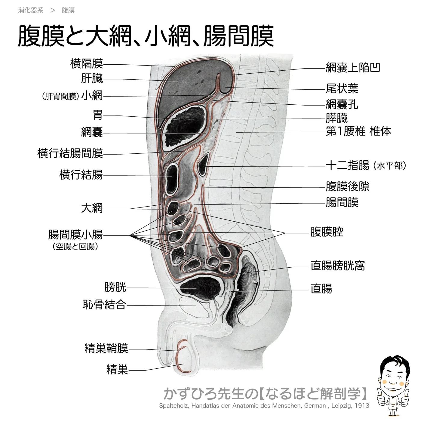 腹膜と間膜