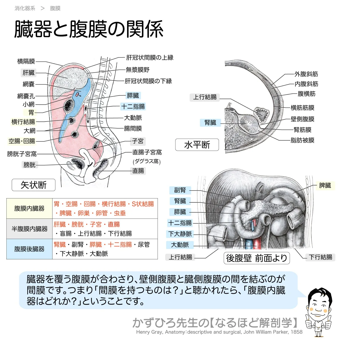 臓器と腹膜の関係