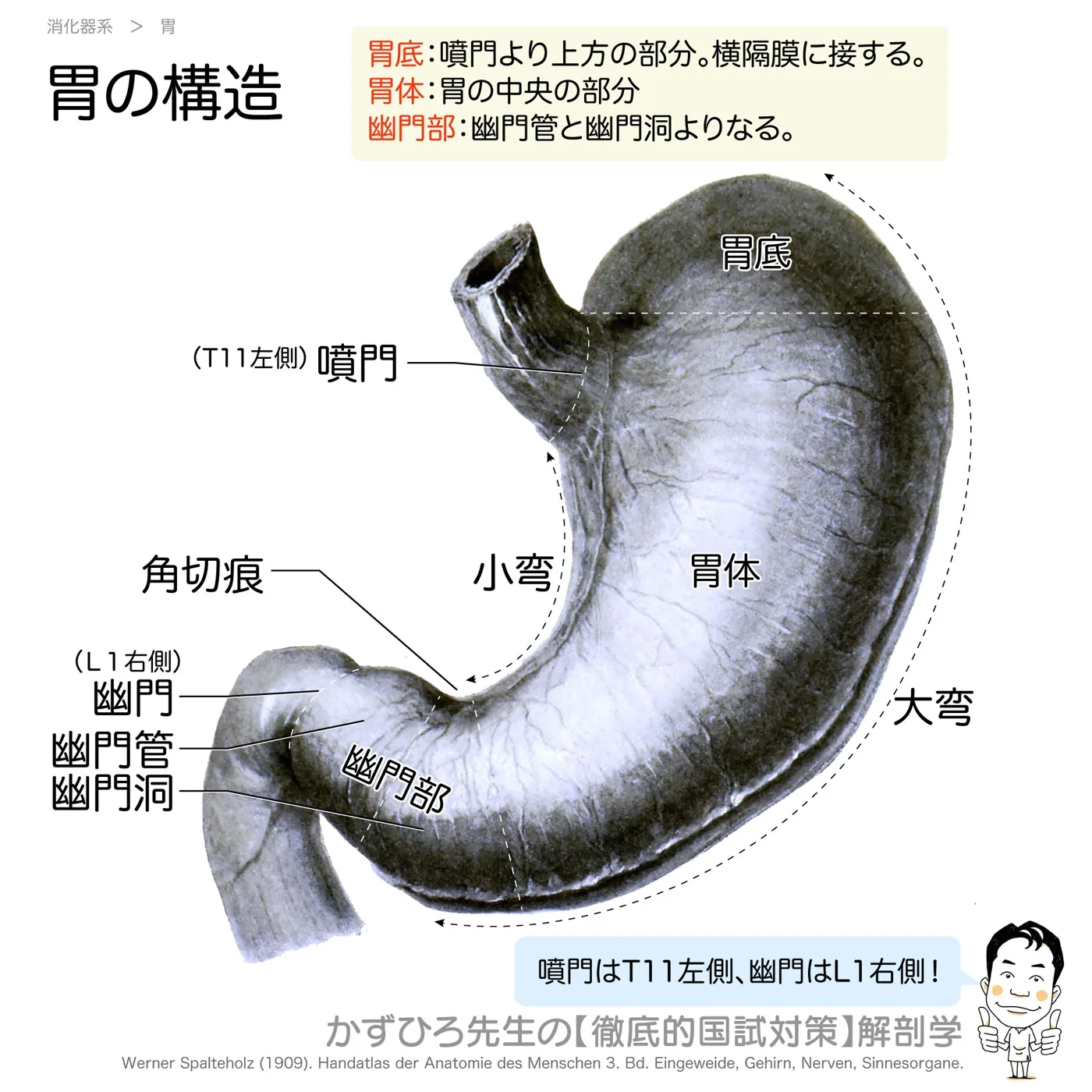 胃の構造