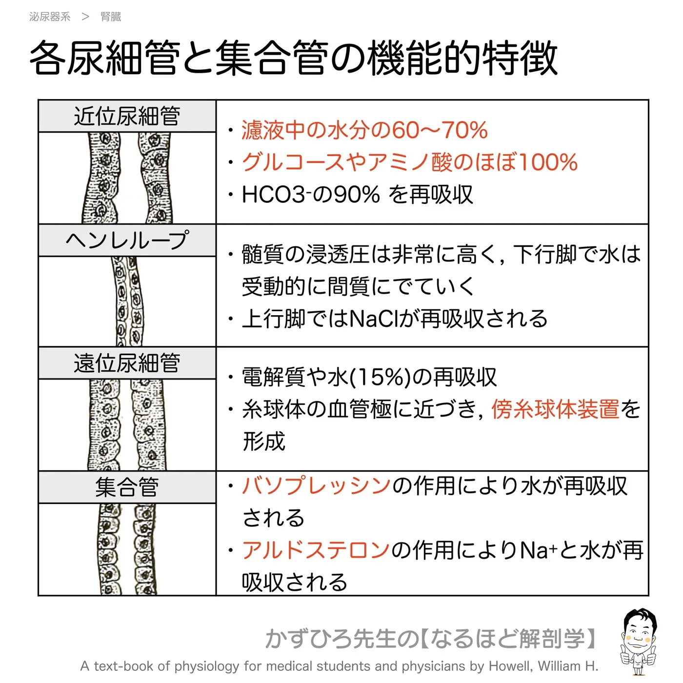 各尿細管と集合管の機能的特徴