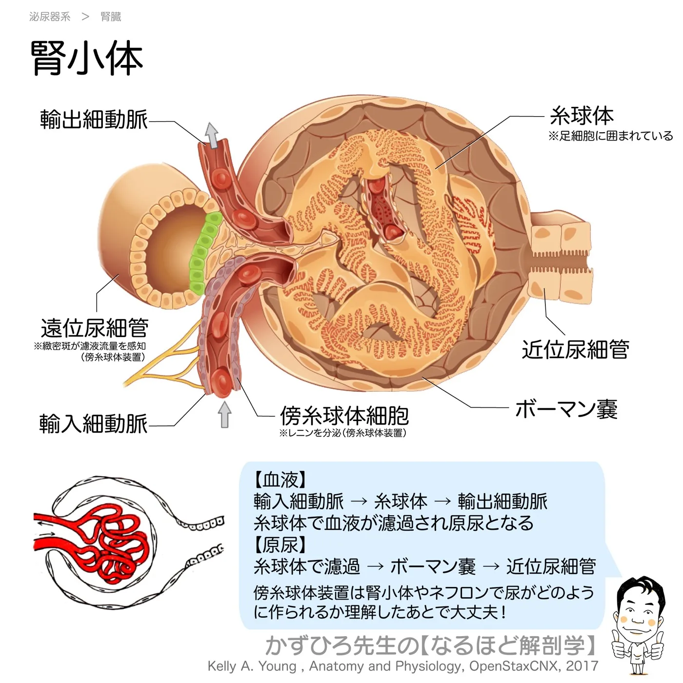 腎小体